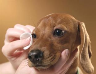 Глазные капли для собак Можно ли собаке закапать глаза человеческими каплями