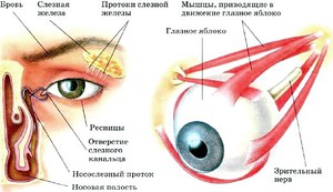 Отделы глаза. Зрительная сенсорная система