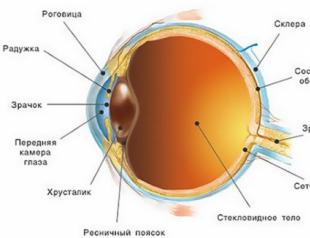 Анатомия глаза. Анатомия глаза человека