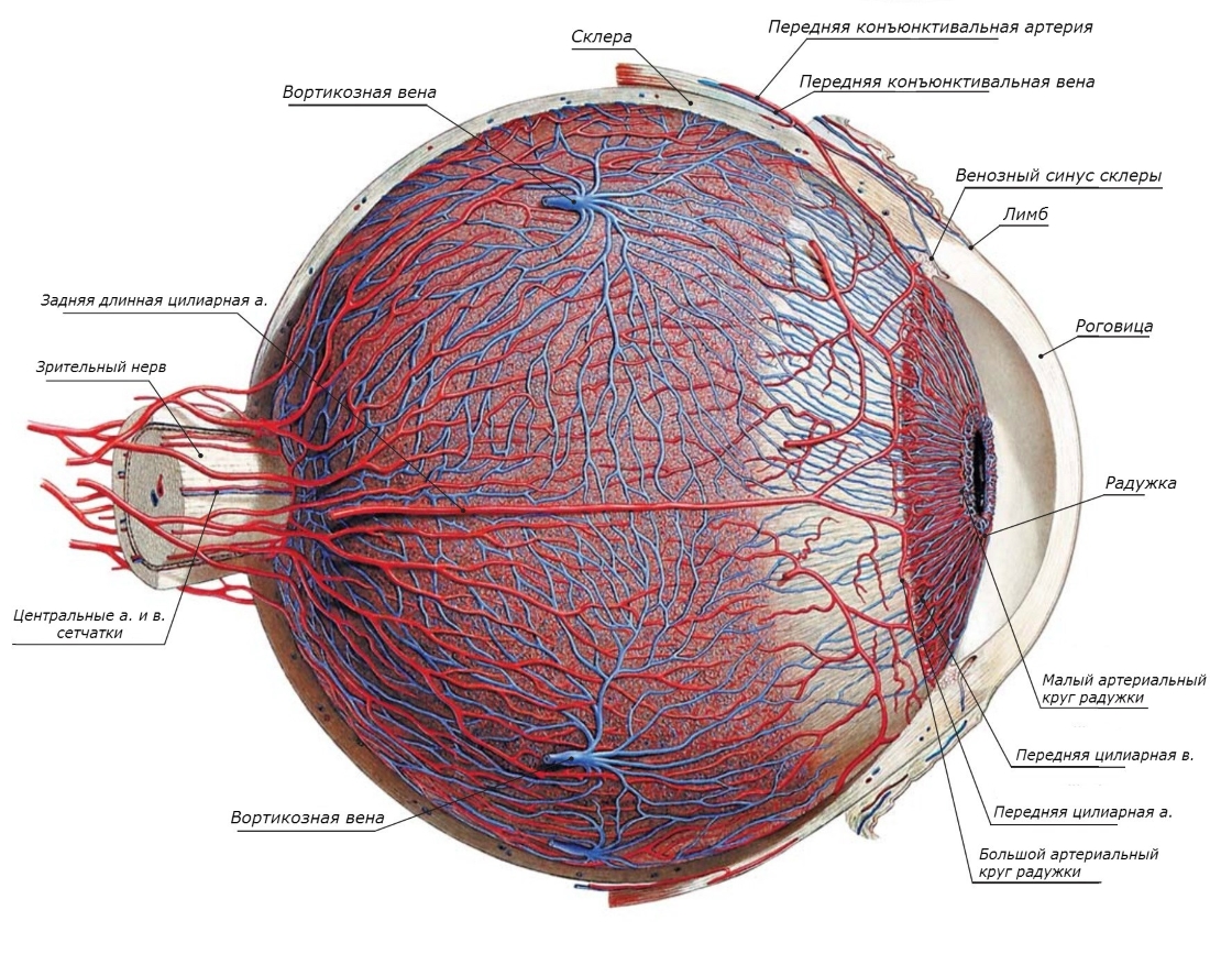 Какую функцию выполняет сосудистая оболочка глаза. Сосудистая оболочка глаза - строение и функции, симптомы и болезни